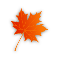 Maple leaf illustration png