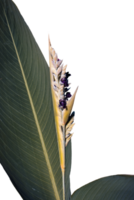 Close up aquatic plant with blue flowers concept photo. Pontederia cordata. png