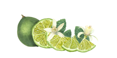 olika mogen kalk skivor, grön mynta löv, citrus- blomma. botanisk illustration för kort design, meny, firande design, cocktail fest, flygblad, grafik png