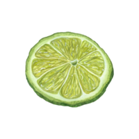 runda grön mogen kalk skiva. vattenfärg illustration av ingrediens för mojito cocktails, pajer, te, juice. för meny dekoration, cocktail fest, flygblad, hälsningar png