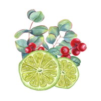 Limette Keile mit Eukalyptus Zweige und Preiselbeeren. saftig Zitrusfrüchte Scheiben, reif rot Beeren, Grün Blätter. Aquarell Illustration png