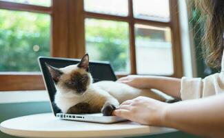 woman working from home with cat. cat asleep on the laptop keyboard. assistant cat working at Laptop photo