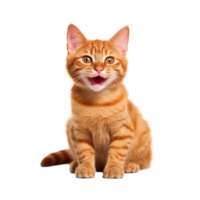 contento gato aislado en transparente fondo, creado con generativo ai png