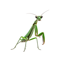 Green mantis isolated on transparent background, created with generative AI png