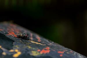 Fly on a wooden surface in the rainforest photo