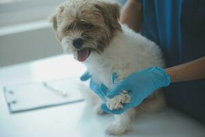 Vet examining dog and cat. Puppy and kitten at veterinarian doctor. Animal clinic. Pet check up and vaccination. Health care. photo