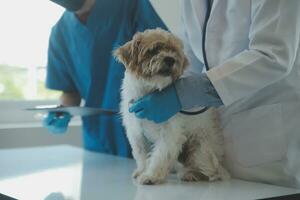 veterinario examinando perro y gato. perrito y gatito a veterinario doctor. animal clínica. mascota cheque arriba y vacunación. salud cuidado. foto