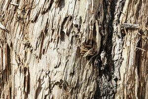 Wood abstract texture. Surface grunge backdrop. Dirty wooden effect pattern. Material background. photo