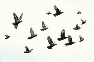 aislado rebaño de palomas en vuelo, con un blanco antecedentes y recorte camino ai generado foto