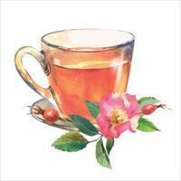 Herbal tea with fresh red rose flowers of wild dog rose. Watercolor illustration isolated on white background vector