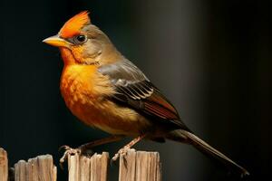 Blackbird Turdus merula, a songbird belonging to Turdidae family AI Generated photo