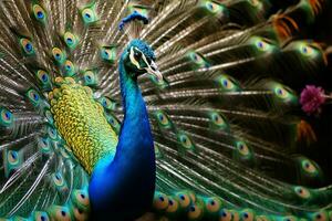 Peacocks elegant courtship, a display of colorful tail and smooth moves AI Generated photo