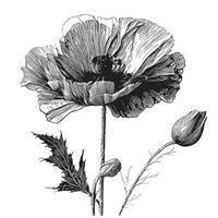 Poppy flower hand drawn sketch in doodle style Vector illustration