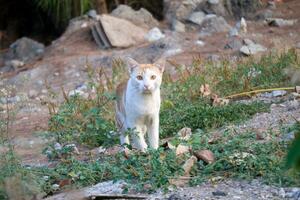 a long-range photo of a cat looking at the camera