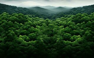 Green Forest, Aerial view photo