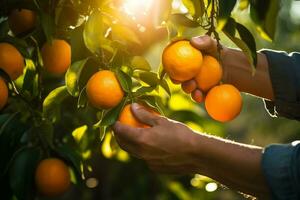 Farmer's Hands Harvesting Ripe Oranges from the Orchard Photo, Generative Ai photo