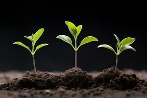 alto calidad minimalista valores fotografía crecimiento de plantas en suelo, generativo ai foto