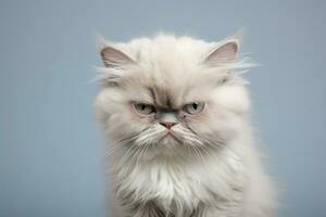 Adorable Grumpy Kitten, Generative Ai photo