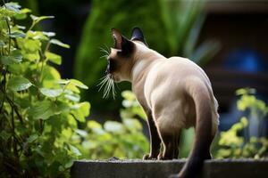 Graceful Siamese Cat in Garden Setting. Generative By Ai photo