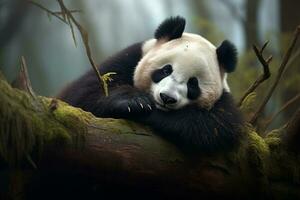 panda dormido en un árbol rama. generativo por ai foto