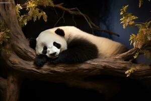 panda dormido en un árbol rama. generativo por ai foto