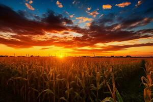 Sunset over a Corn Field with Blue Sky and Clouds. Generative By Ai photo