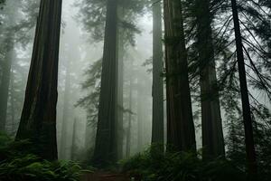 Several Redwood Trees with Thick Fog. Generative By Ai photo