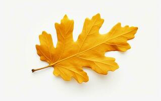 Dry Yellow Oak Leaf on a White Background. Generative By Ai photo