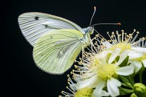 Close-up of Aporia crataegi Perching on a Flower. Generative By Ai photo