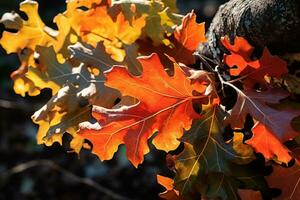 Colorful Oak Leaves in Sunlight. Generative By Ai photo