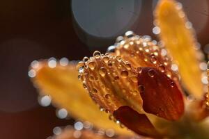 An orchid in full bloom with water drops on petals. A striking macro shot of a orchid. Generative AI photo