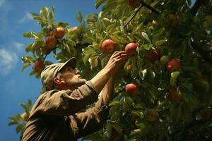 Farmer harvesting apples in orchard on sunny day. Male gardener picking apples in orchard. ai generated pro photo