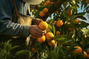 Farmer harvesting oranges on a citrus tree in Sicily, Italy. ai generated pro photo