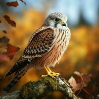 Kestrel sitting on a branch in autumn forest. Wildlife scene from nature. Ai generated pro photo