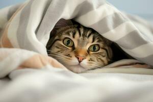 Cute tabby cat hiding under blanket on bed, closeup. Ai generated pro photo