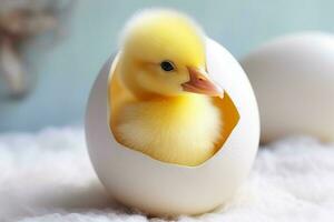 duckling in egg shell on black background, easter decoration. Ai generated pro photo