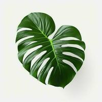 Tropical green monstera leaves isolated on white background. Flat lay, top view. ai generated pro photo