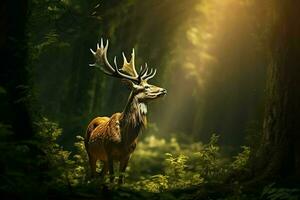 majestuoso rojo ciervo ciervo en el bosque. hermosa salvaje ciervo en el bosque. fauna silvestre escena desde naturaleza. ai generado Pro foto