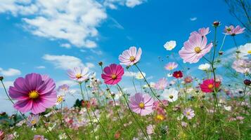 Colorful cosmos flower meadow in spring with blue sky.Generative Ai. photo