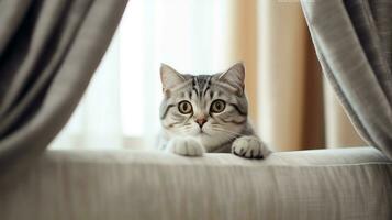 American Shorthair cat sits on white bed.Generative Ai. photo