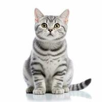 American Shorthair cat on white background.Generative Ai. photo