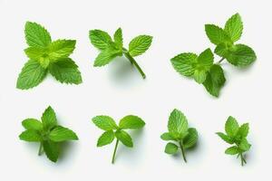 Set of fresh mint leaves on white background.Generative Ai. photo