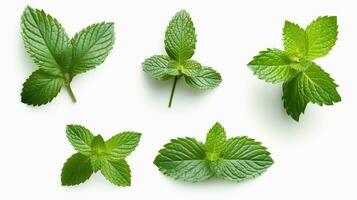 Set of fresh mint leaves on white background.Generative Ai. photo