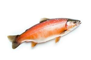 Fresh raw salmon on white background.Generative Ai. photo