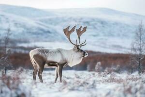 Reindeer standing in the snow winter background.Generative Ai. photo