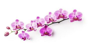 Pink orchid isolated on white background.Generative Ai. photo