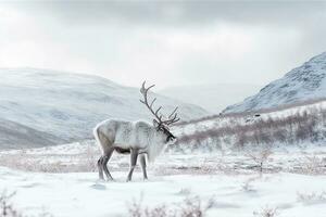 Reindeer standing in the snow winter background.Generative Ai. photo