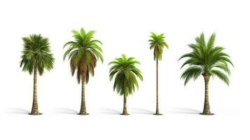 Set of Palm tree isolated on white background.Generative Ai. photo