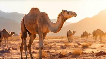 Camel in the desert with blue sky.Generative Ai. photo