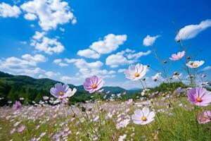 Colorful Cosmos field with blue sky.Generative Ai. photo